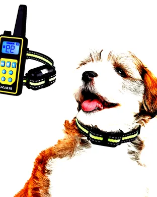 Buzz Word: Shock Collar Comedy