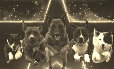 The Canine Stars Stunt Dog Show